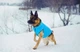 Двусторонняя курточка Collar AiryVest для собак "Colors of freedom" размер L 65 (4450-4020Collar) - изображение 9
