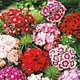 Семена Гвоздика Турецкая (727036) - изображение 1