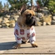 Толстовка для собак Pawsmoment Sniff XL Grey - изображение 2