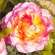 Роза Gorgeous Florium - зображення 2