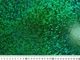 Ткань Трикотаж масло голограмма, зеленый, пог. м. (м47, 2025MG, д1 цв16) - изображение 4