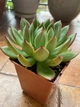 Суккулент Эхеверия Пулидонис (Echeveria Pulidonis), контейнер 9*9*10 см (s055m) - изображение 1