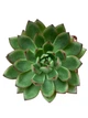 Суккулент Эхеверия Пулидонис (Echeveria Pulidonis), контейнер 9*9*10 см (s055m) - изображение 2