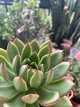 Суккулент Эхеверия Пулидонис (Echeveria Pulidonis), контейнер 9*9*10 см (s055m) - изображение 5