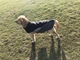 Жилетка для собак NoblePet Supper Doggy M Black - изображение 2