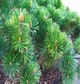 Сосна гірська / Pinus mugo mugo С4 /Н 10 - зображення 2