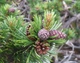 Сосна гірська / Pinus mugo mugo С4 /Н 10 - зображення 3