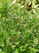 Жимолість блискуча Garden Clouds 'Copper Glow'/Lonicera nit. Garden Clouds 'Copper Glow' С3, Н 30 - зображення 3