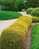 Жимолість блискуча Garden Clouds 'Copper Glow'/Lonicera nit. Garden Clouds 'Copper Glow' С3, Н 30 - зображення 7