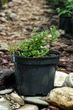 Кизильник Даммера Эйхольц / Cotoneaster radicans Eichholz С4/Н 30-40 - изображение 6