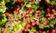 Кизильник Даммера Эйхольц / Cotoneaster radicans Eichholz С4/Н 30-40 - изображение 7