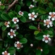 Кизильник Даммера Эйхольц / Cotoneaster radicans Eichholz С4/Н 30-40 - изображение 12