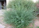 Верба пурпурова Nana/ Salix purpurea Nana C3, Н 80-100 - изображение 2