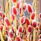 Ива тонкостолбиковая 'Mt Aso' / Salix gracilistyla 'Mt Aso' С7.5/ Ра120-140 - изображение 4