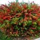 Хеномелес superba Red Trail / Chaenomeles superba Red Trail C3 Н 40-60 - изображение 5