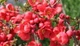 Хеномелес superba Red Trail / Chaenomeles superba Red Trail C3 Н 40-60 - изображение 6