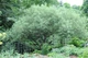 Ива лохолистная Ангустифолия / Salix elaeagnos Angustifolia С20 / Ра 90 / Н180-200 - изображение 4