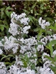 Дейція Rosea Campanulata / Deutzia Rosea Campanulata С3 60-80 - зображення 3