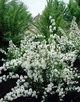 Дейція Rosea Campanulata / Deutzia Rosea Campanulata С3 60-80 - зображення 4