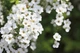 Спирея тунберга / Spiraea thunbergii С4 Н20-30 - изображение 7