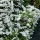 Спирея тунберга / Spiraea thunbergii С4 Н20-30 - изображение 11