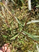 Ива/ SALIX purpurea Nana С7.5 /Н 60-80 - изображение 12