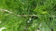 Ялівець средній Мінт Джуліп / Juniperus x pfitzeriana Mint Julep C3 /d 80-90 - зображення 10