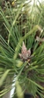 Сосна чорна Бонсай / Pinus nigra Bonsai С50/Н 135 - зображення 12