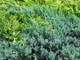 Ялівець лускатий Блю Карпет / Juniperus squamata Blue Carpet С7.5, Н 60-80 - зображення 6