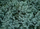 Ялівець лускатий Блю Карпет / Juniperus squamata Blue Carpet С7.5, Н 60-80 - зображення 8