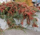 Кизильник Даммера / Cotoneaster dammeri С4/H30-40 - изображение 1