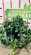 Кизильник Даммера / Cotoneaster dammeri С4/H30-40 - изображение 4
