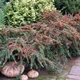 Кизильник Даммера / Cotoneaster dammeri С4/H30-40 - изображение 7