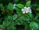 Кизильник Даммера / Cotoneaster dammeri С4/H30-40 - изображение 13