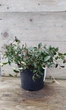 Кизильник Даммера / Cotoneaster dammeri С4/H30-40 - изображение 11