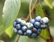 Дерен душистый Блю Клауд / Cornus amomum Blue Cloud, С3 - изображение 10