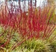 Дерен душистый Блю Клауд / Cornus amomum Blue Cloud, С3 - изображение 12