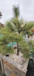 Сосна Бонсай "Sosna Czarna" / Pinus Bonsai "Sosna Czarna", С45, Н 80-90 - зображення 5