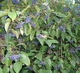 Дерен душистый Блю Клауд / Cornus amomum Blue Cloud, С3 - изображение 14