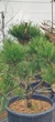 Сосна Бонсай "Sosna Czarna" / Pinus Bonsai "Sosna Czarna", С45, Н 80-90 - зображення 9