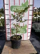 Граб звичайний/Carpinus betulus С3-5 /Н 80-150 - зображення 5