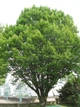 Граб обыкновенный/ Carpinus betulus, С7.5/10 Н120-140 - изображение 7