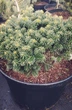 Ялиця корейська Cis / Abies koreana Cis С20 d20-25 h 20-30 - зображення 3