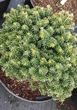 Ялиця корейська Cis / Abies koreana Cis С20 d20-25 h 20-30 - зображення 10