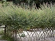Верба пурпурова Ненсі Саундерс / Salix purpurea Nancy Saunders С15 /Н 150-180 - изображение 5