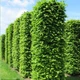 Граб звичайний / Carpinus betulus С25/С45 Н220 - зображення 2