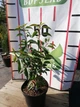 Лавровишня португальськая Angustifolia / Prunus lusitanica Angustifolia С3 Н 30-40 - изображение 10