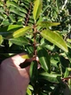 Лавровишня португальськая Angustifolia / Prunus lusitanica Angustifolia С3 Н 30-40 - изображение 11