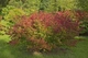 Бересклет Гамильтона / Euonymus hamiltonianus subsp. maackii C10 Pa 100-120 Н150 - изображение 4