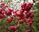 Бересклет Гамильтона / Euonymus hamiltonianus subsp. maackii C10 Pa 100-120 Н150 - изображение 6